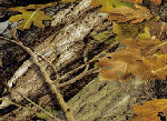 Fall Hardwoods